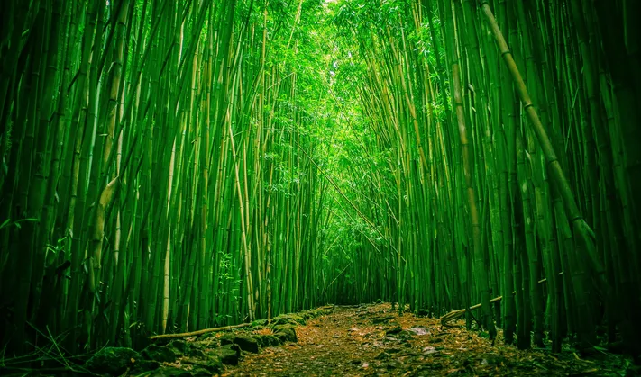 Photo by 壁纸迷