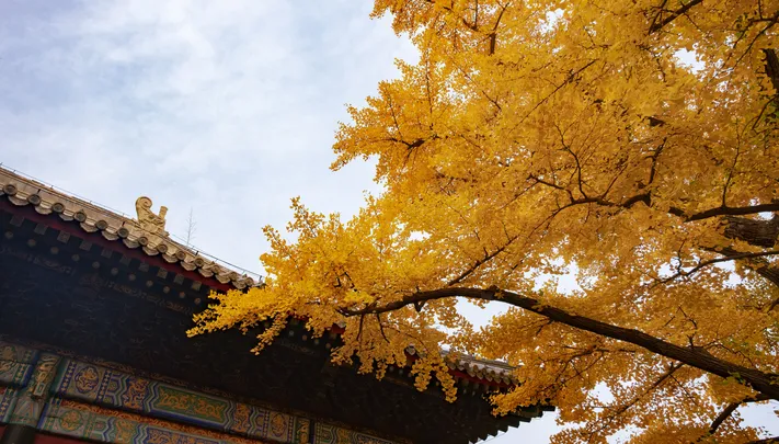 浪漫秋天美景 秋景图库 高清素材 电脑桌面壁纸