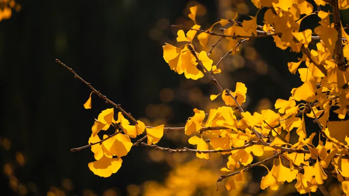 唯美金秋照片 金秋时节 高清素材